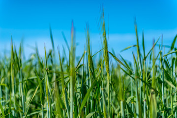 Green wheat field under blue sky