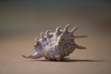seashell