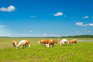      Cows on farm in nature park Lonjsko polje, Croatia 