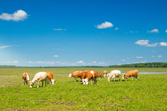      Cows on farm in nature park Lonjsko polje, Croatia 
