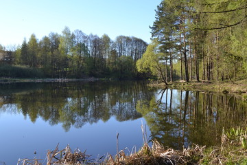 Forest Lake. Morning and calm water without waves. Relax and silence