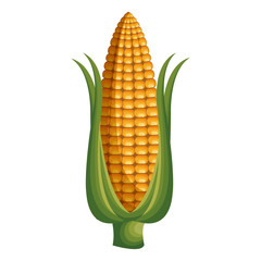 corn vegetable healthy food vector illustration design