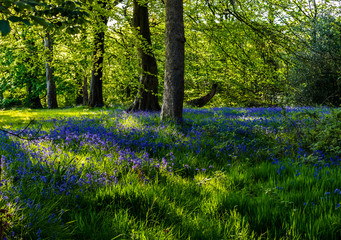Fototapeta premium Bluebells in the forest, afternoon sunlight at Bluebells in The Forest, Springtime in Lancashire, England UK