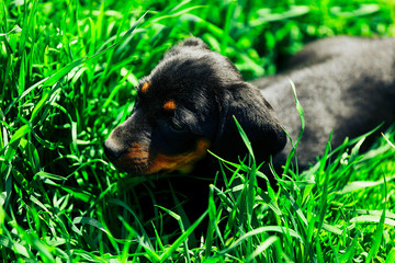 A small black dog lies in the green grass. Puppy dachshund playing in high grass outdoors
