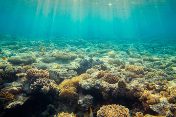 Fototapeta premium beautiful coral reef under water