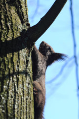 black squirrel on the tree