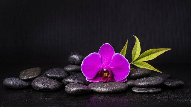 orchidea con sassi neri