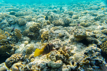 Fototapeta na wymiar beautiful coral reef under water