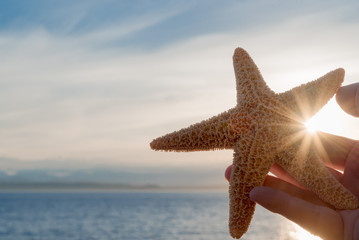 Naklejka na ściany i meble Starfish Sunburst at the beach in hand near sunset.