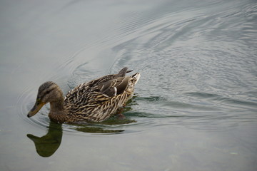 Fast duck swimming