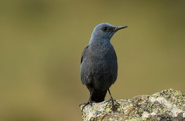Roquero solitario