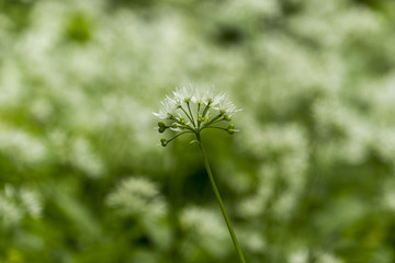 Bärlauch-Blüten - Alium ursinum