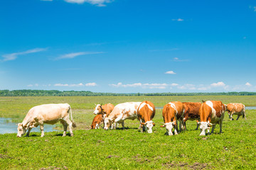 Naklejka na ściany i meble Cows on farm in nature park Lonjsko polje, Croatia 