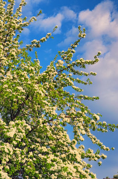 Spring flowers. Pear blossom in early spring, beautiful tree covered with white flowers under a cloudy sky