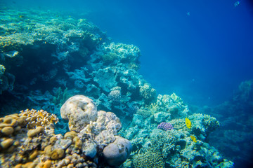 Plakat beautiful coral reef under water