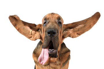Portrait of purebred Bloodhound dog - obrazy, fototapety, plakaty