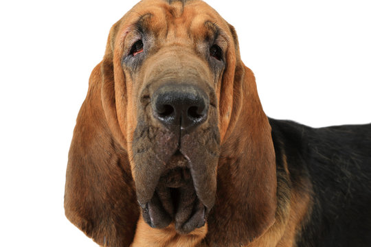 Portrait of Bloodhound dog