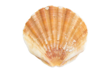 Shell on white canvas