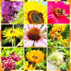 Blüten mit Insekten - Collage