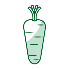 carrot vegetable healthy food vector illustration design