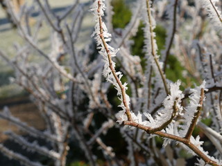 Frozen