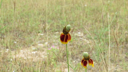 Mexican Hat flower with spider