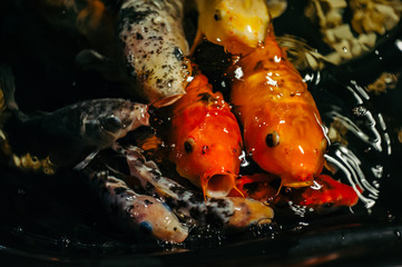 Fancy Carp or Koi Fish are red,orange, white, black. View of carp - Bekko. Decorative bright fish floats in a pond. Close-up.