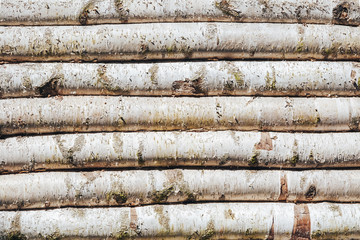 Birch log hut wood background