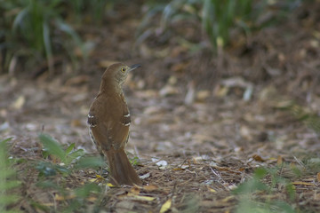 Brown Thrasher