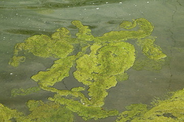 Teppich von Grünalgen auf der Wasseroberfläche