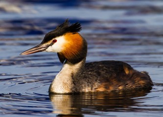Haubentaucher auf dem Tegeler See
