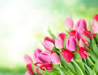tulips in garden on green garden background with copy space