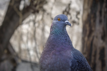 Beautiful pigeon posing