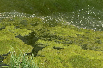 Teppich von Grünalgen auf der Wasseroberfläche