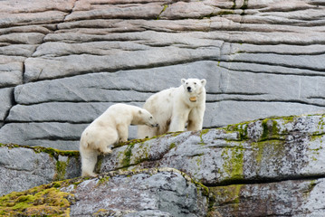 Polar bears on the rocks