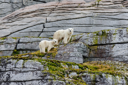 Polar bears on the rocks