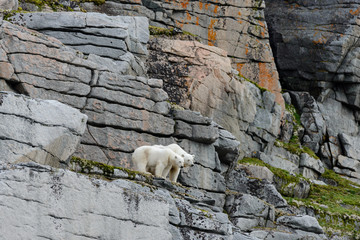 Fototapeta na wymiar Polar bears on the rocks