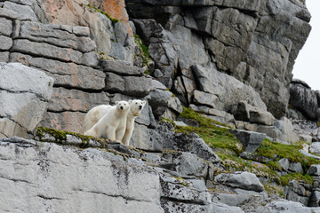 Naklejka na ściany i meble Polar bears on the rocks