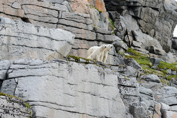 Fototapeta na wymiar Polar bears on the rocks