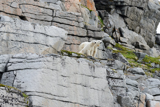 Polar bears on the rocks