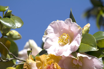 camellia in Melbourne, Australia, dandenong garden.