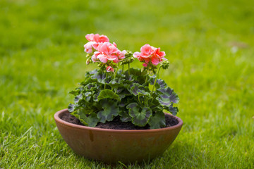 pink geranium