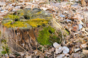 Stump with moss in forest
