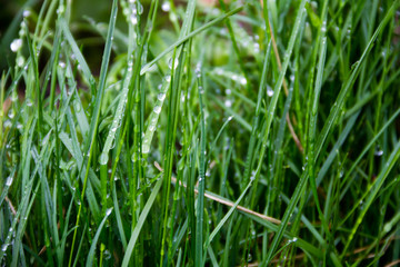 Fototapeta na wymiar Dew drops on green grass. Green grass background