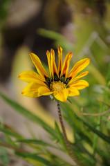 Yellow flower. Beautiful yellow flower on a blurred background .