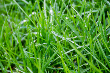 Dew drops on green grass. Green grass background