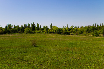 Spring landscape with green meadow and trees