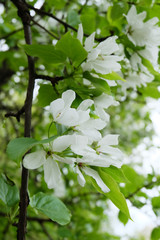 Flowering branches of a pear in the early spring.