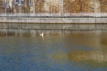 Seagull on the water