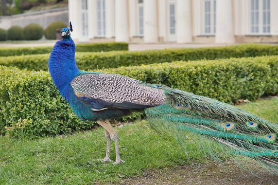 Colorful peacock showing feathers in the castle park as a symbol of pride 